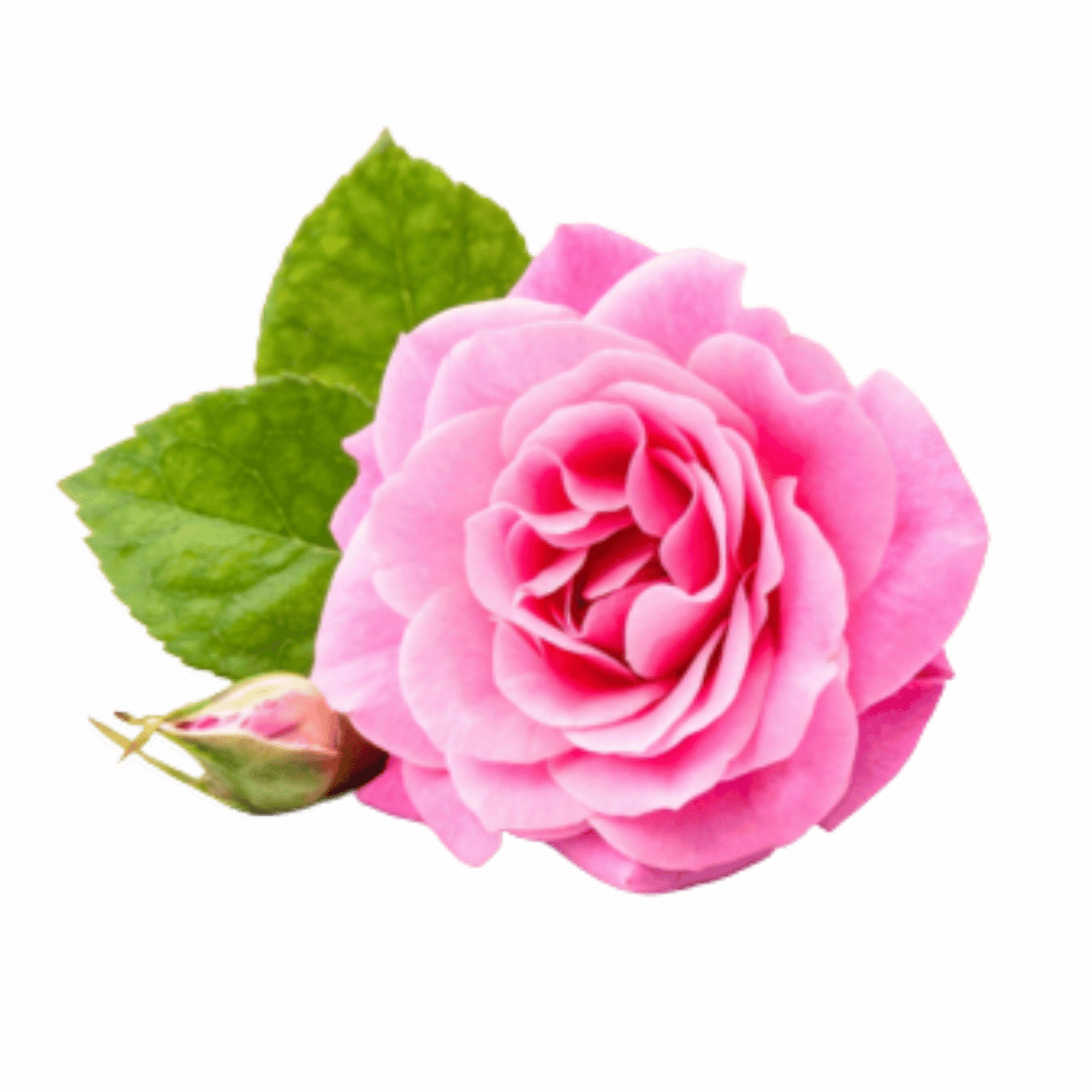 Herbal Tea - Alternative to Green Tea